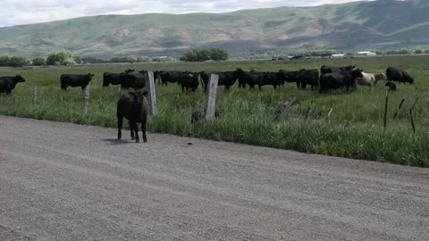 Close up video of the cows on the field Stock-Footage 144945826