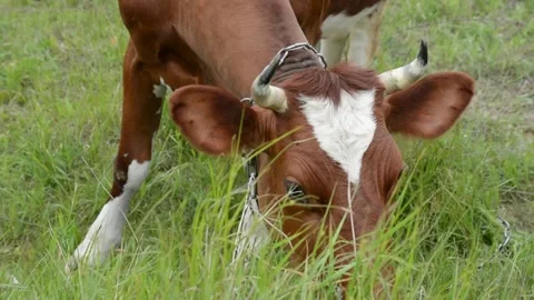 Close-up video of a cow's head grazing on fresh green grass Video stock 342432950