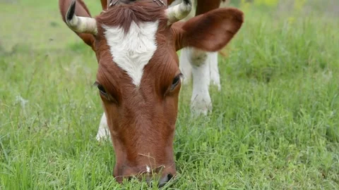 Close-up video of a cow's head grazing on fresh green grass Stock Footage 342432958