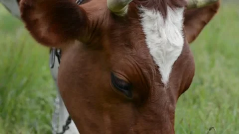 Close-up video of a cow's head grazing on fresh green grass Vídeo Stock 342432969