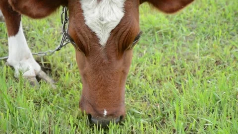 Close-up video of a cow's head grazing on fresh green grass Vídeos de archivo 342433033