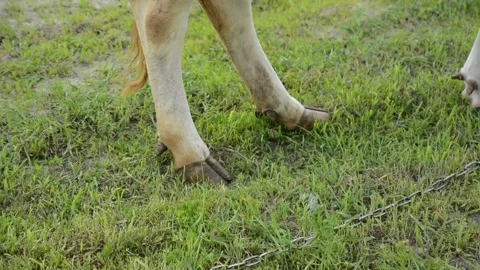 Close-up video of a cow's hooves standing among fresh green grass Stock-Footage 342433027
