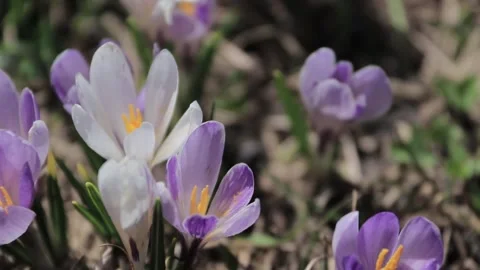 Close up video of crocus Stock Footage 244264477