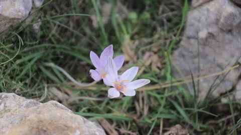 Close up video of a crocus waving in the wind Stock Footage 166437948
