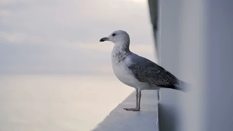 Close-up video of a curious funny Seagull.  Stock Footage 127926034