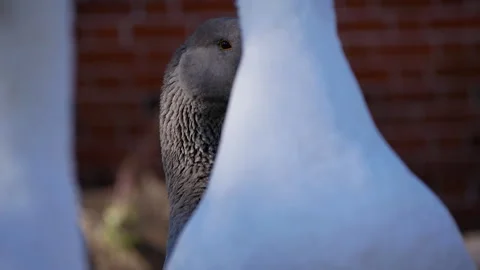 Close-up video of a curious gray goose peeking between two white geese, Video stock 319790820