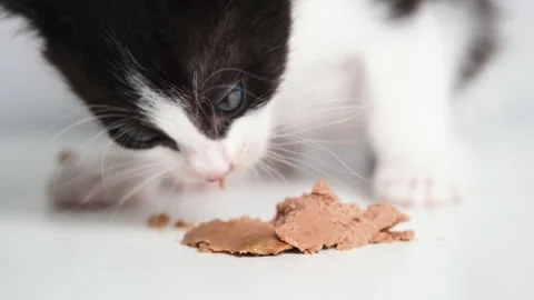 Close up video of cute black and white kitten eating wet cat food on white Stock Footage 310191637