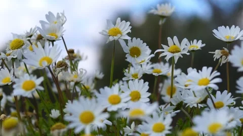 Close-up video of daisies on a windy cloudy day 動画素材 173206106
