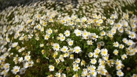 Close-up video of daisies on a windy day 動画素材 173206232