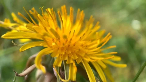 Close Up Video of a Dandelion Flower Stock Footage 128981380