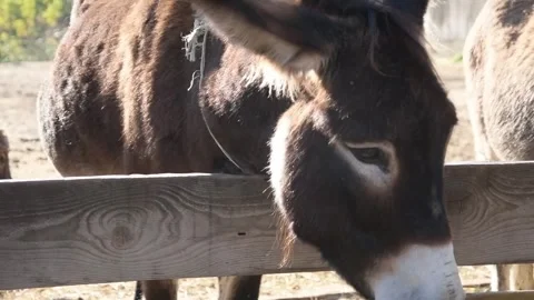 Close-up video of a dark brown donkey standing behind a wooden fence Видео 344033021