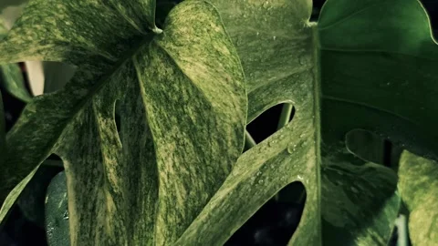 Close up video of dark green wet rare variegated leaves with water drops. Video stock 340106090