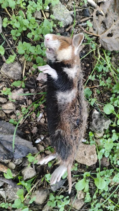 Close up video of dead hamster on the ground Stock Footage 291875795