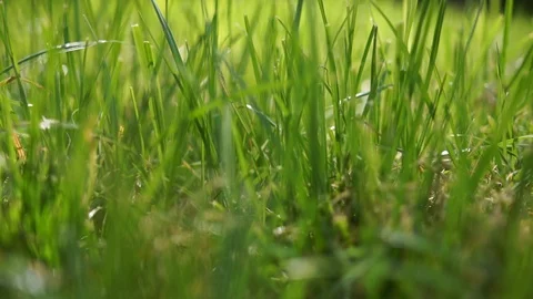 Close-up video of defocused summertime beautiful green grass against the morning Stock Footage 113820280