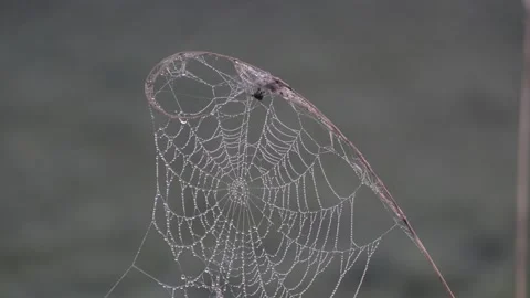 Close up video of dew on a spider web Stock Footage 166304806