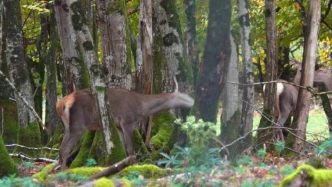 Close-up Video of a Doe in Autumn Forest Stock Footage 320238317