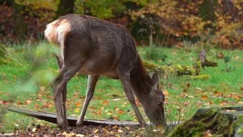 Close-up Video of a Doe in Autumn Forest Stock Footage 320238318