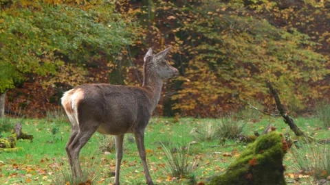 Close-up Video of a Doe in Autumn Forest Stock Footage 320238323