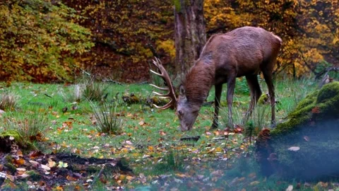 Close-up Video of a Doe in Autumn Forest Stock Footage 320238325