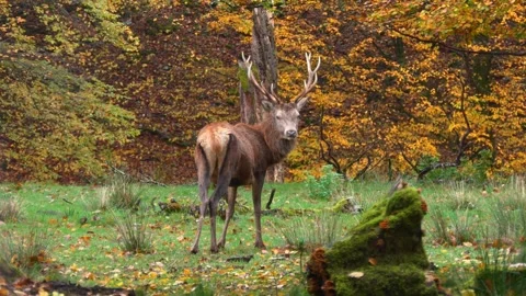 Close-up Video of a Doe in Autumn Forest Stock Footage 320238330
