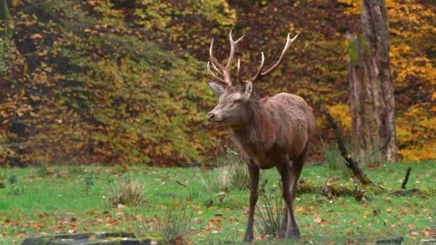 Close-up Video of a Doe in Autumn Forest Stock Footage 320238337