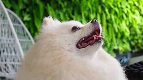 Close up video of dog  looks at object with interest. Pomeranian white dog. Stock Footage 245482956