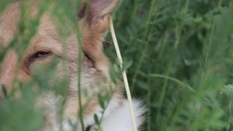 Close up video of a dog resting in long grass Stock Footage 211330659