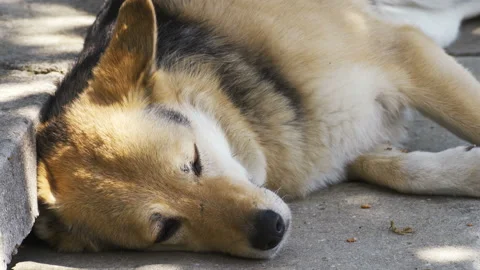 Close-up video of a dog trying to sleep Stock Footage 148458964