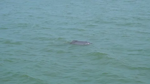 Close up video of Dolphin jumping out of water in slow motion. At Gulf of Kutch, Stock Footage 148710713