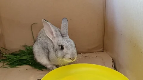 Close up video of domestic rabbit drinking water from the plastic plate Stock Footage 254397685