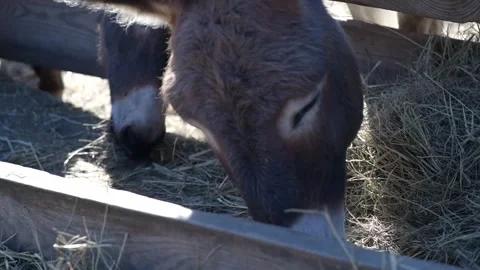 Close-up video of a donkey eating dry hay from a wooden feeder on a farm. 動画素材 343423857