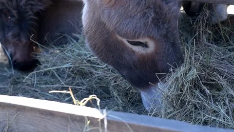 Close-up video of a donkey eating dry hay from a wooden feeder on a farm. Stockbeeldmateriaal 343423877