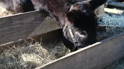 Close-up video of a donkey eating dry hay from a wooden feeder on a farm. 動画素材 343423943