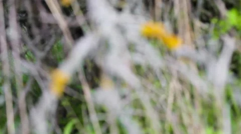 Close up video of dry branches. Video stock 50636971