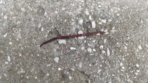 Close up video of earthworm Stock Footage 291875784