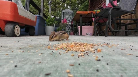 Close-up video of an Eastern chipmunk feeding on mixed birdseed Stock Footage 340851075