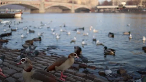 A close-up video of an Egyptian goose standing among pigeons by the water. The c Stock Footage 303286363