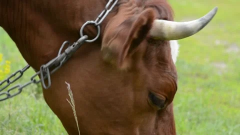 Close-up video of the face of a brown cow chewing fresh grass Video stock 342432982