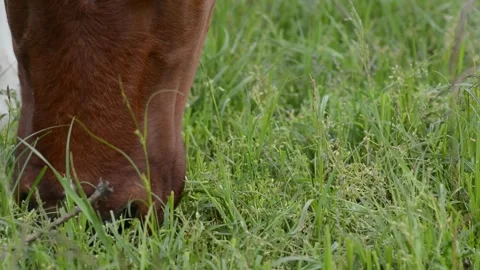 Close-up video of the face of a brown cow chewing fresh grass Stock-Footage 342432992