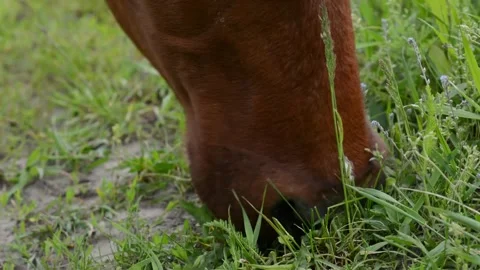 Close-up video of the face of a brown cow chewing fresh grass Vídeo Stock 342433008