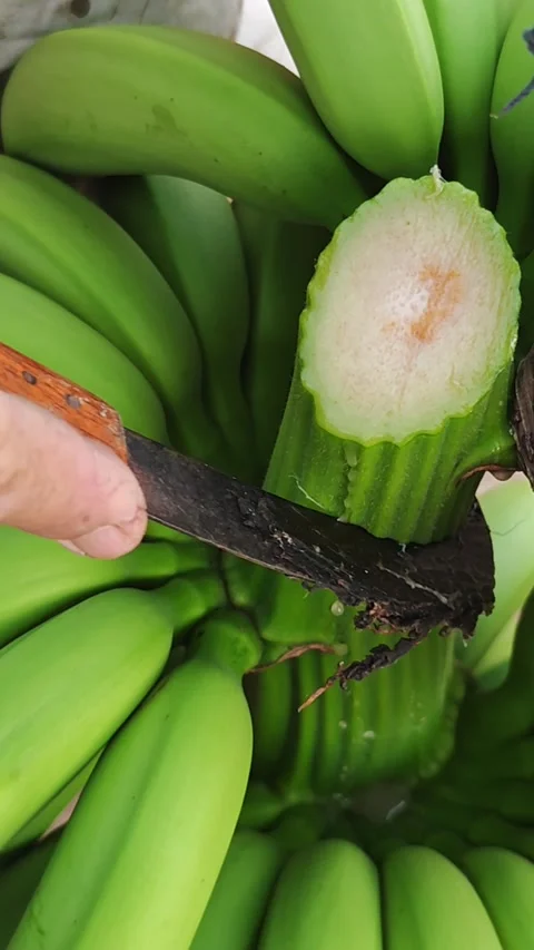 Close up video of a farmer hand using a rustic knife to cut a bunch. Stock Footage 340105987