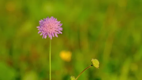 Close-up video of a field scabious (Knautia arvensis) flower Stock Footage 315499347