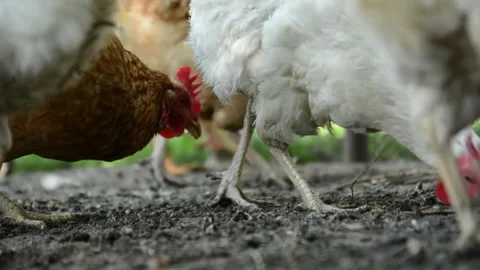Close-up video filmed from ground level brown and white hens Video stock 343344708