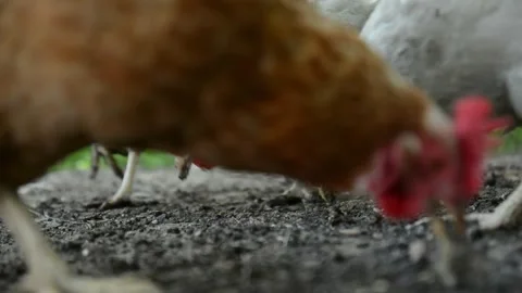 Close-up video filmed from ground level brown and white hens 스톡 동영상 343344850