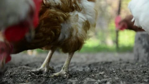 Close-up video filmed from ground level brown and white hens Video stock 343344851