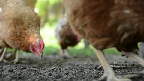 Close-up video filmed from ground level brown and white hens 動画素材 343344860