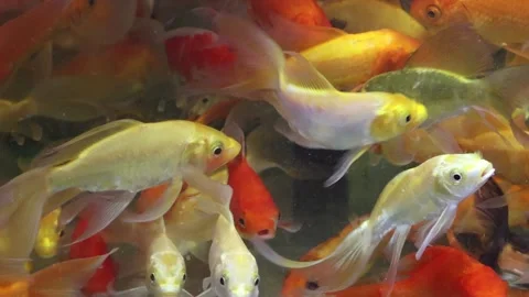 Close-up video frame of vibrant koi fish swimming in a aquarium. Stock Footage 322001570