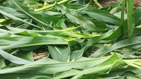 Close-Up Video of Fresh Cut Green Corn Leaves and Stalks Stock Footage 342333165
