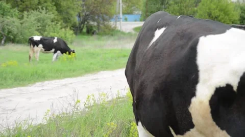 Close-up video of the front part of a black and white cow standing in a field 스톡 동영상 343237759
