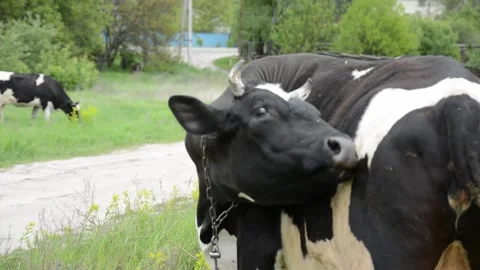 Close-up video of the front part of a black and white cow standing in a field Видео 343237761